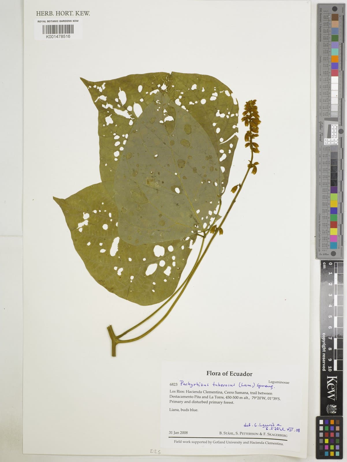 Pachyrhizus tuberosus (Lam.) Spreng.