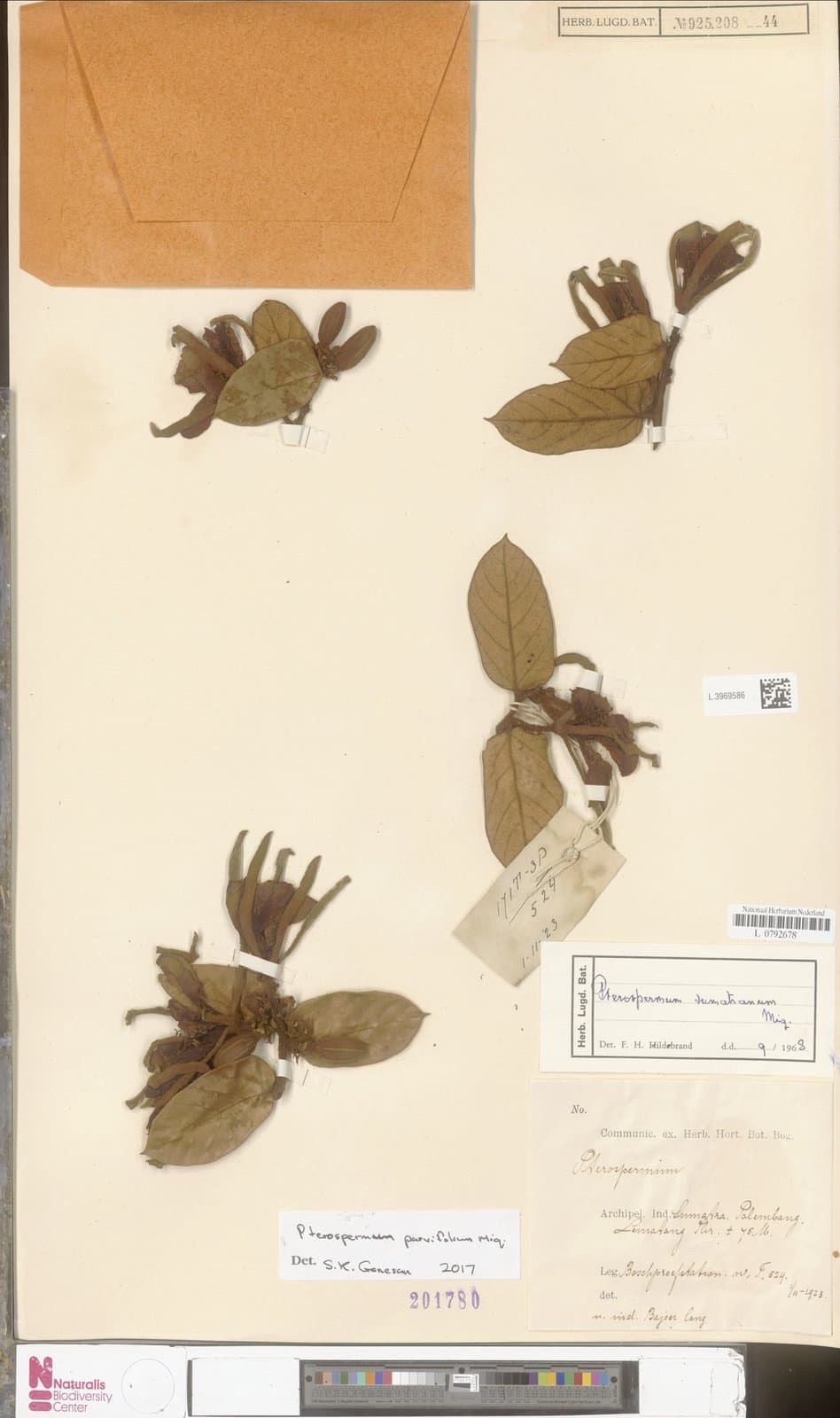 Pterospermum parvifolium Miq.