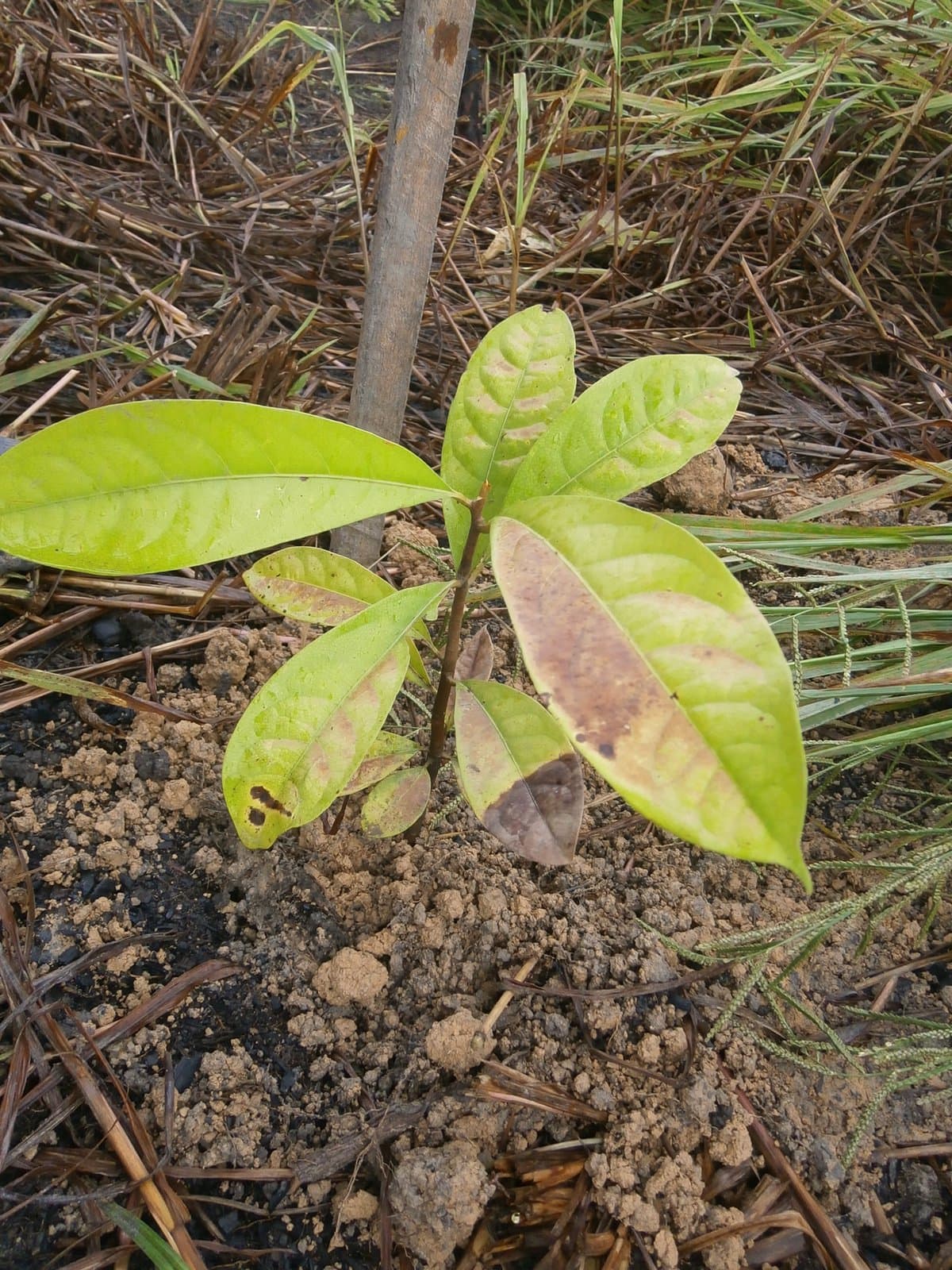 Aniba rosaeodora Ducke