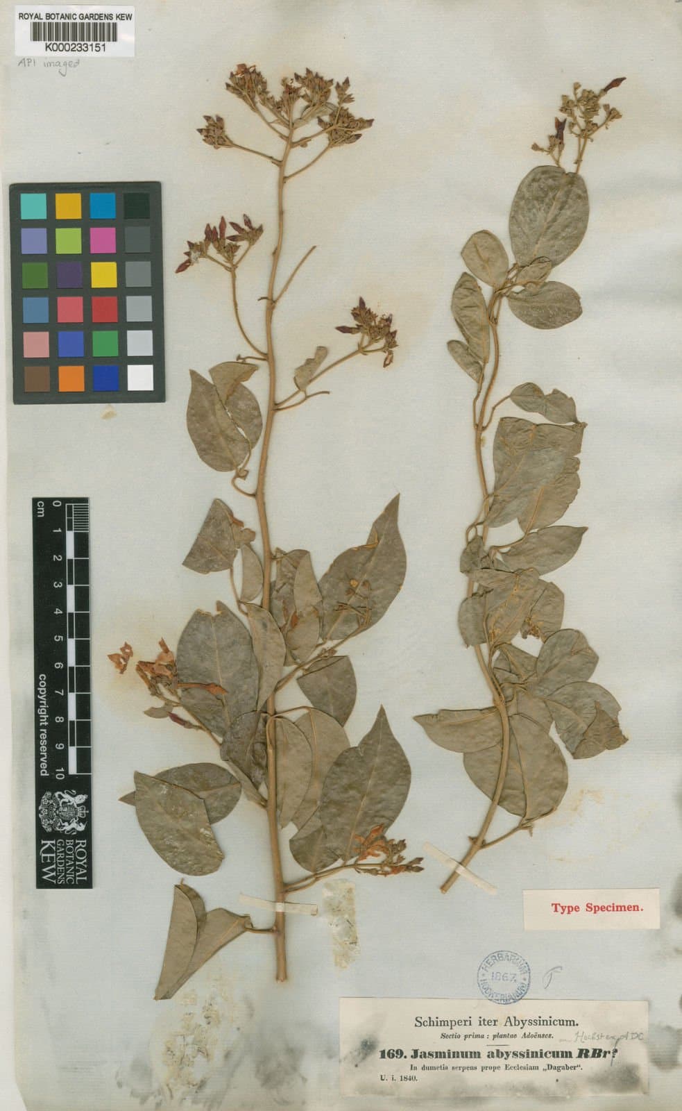 Jasminum abyssinicum Hochst. ex DC.