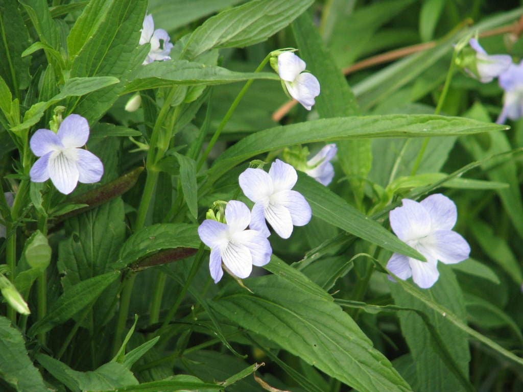 Viola elatior Fr.