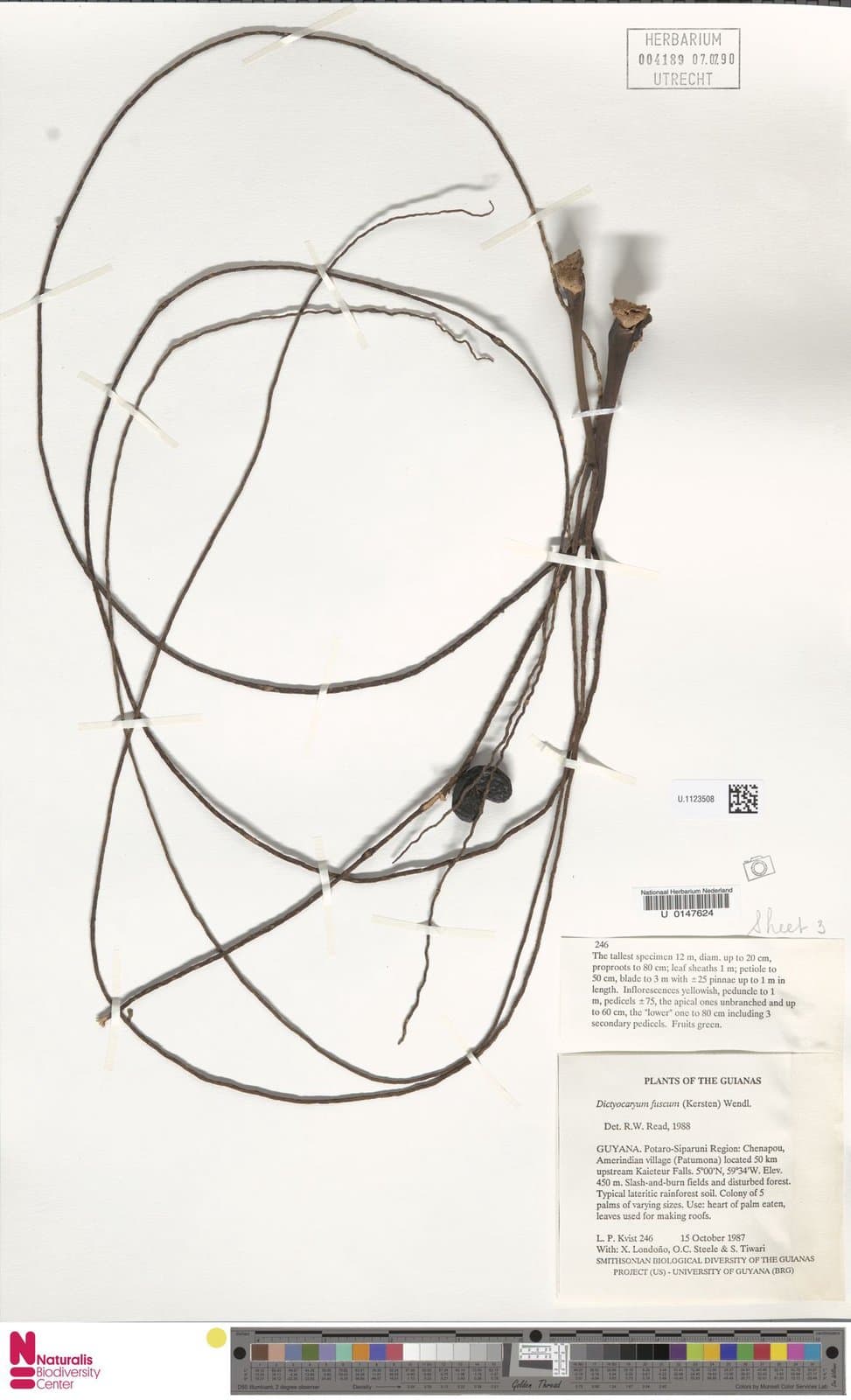 Dictyocaryum fuscum (H.Karst.) H.Wendl.