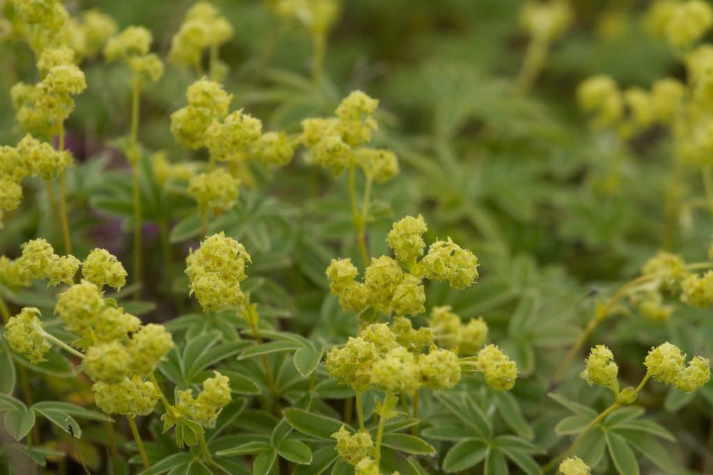 Alchemilla alpina L.