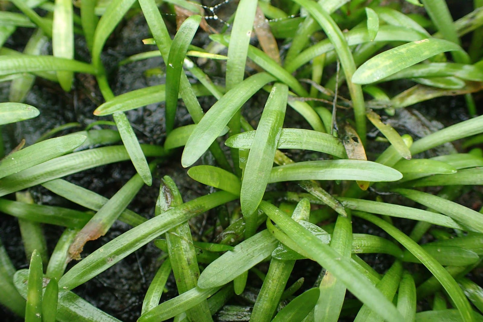 Sagittaria subulata (L.) Buchenau