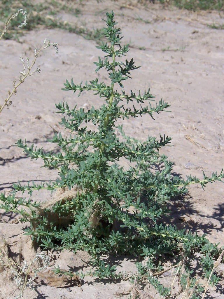 Bassia hyssopifolia (Pall.) Kuntze