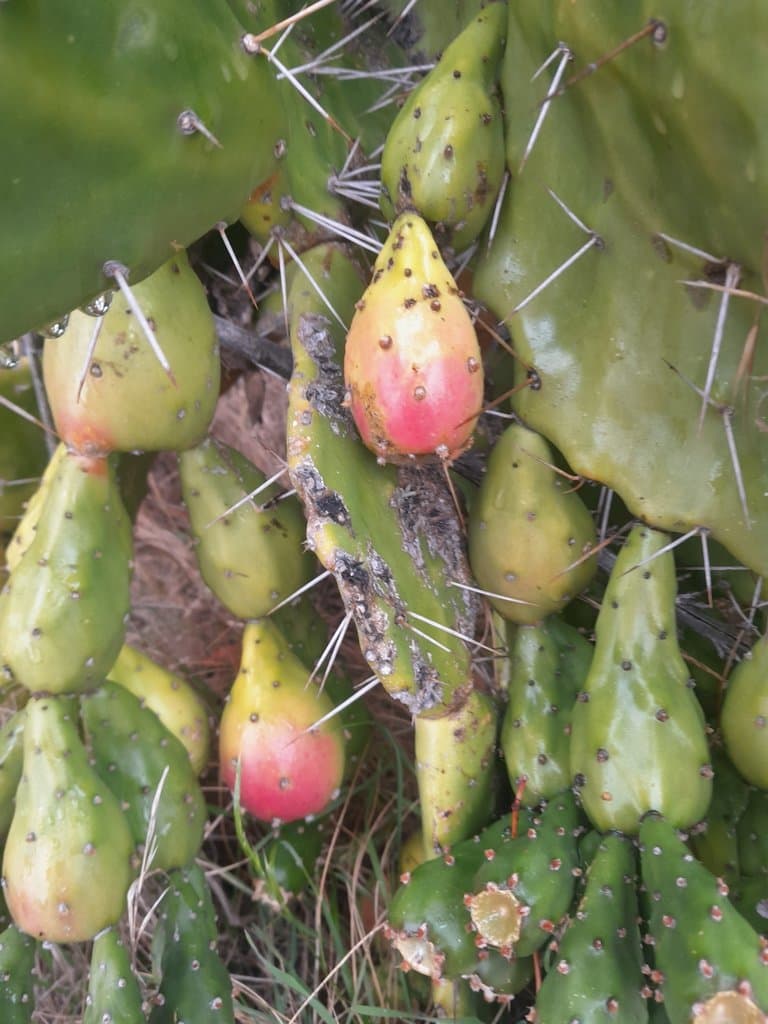 Opuntia monacantha Haw.