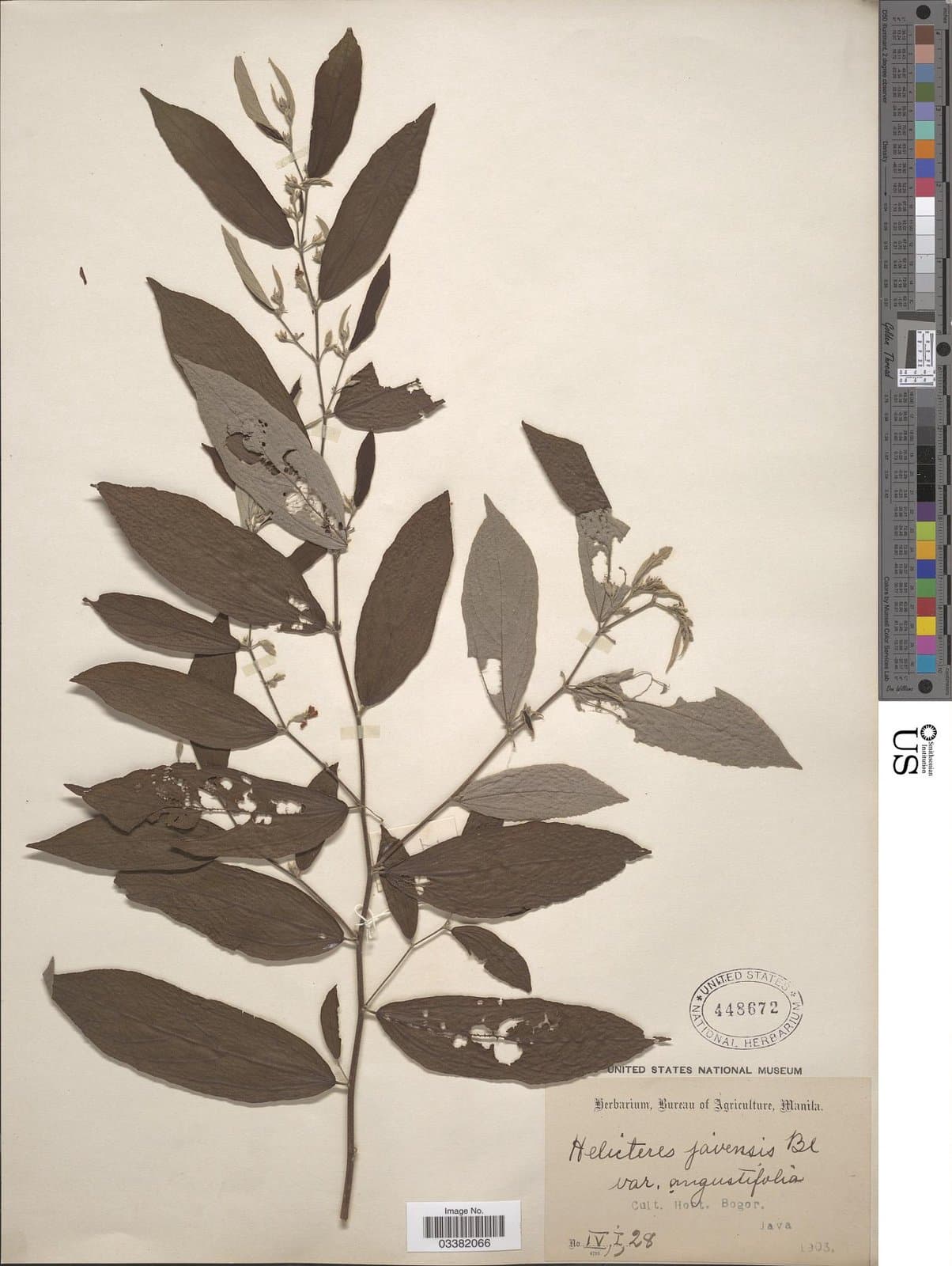 Helicteres javensis Blume