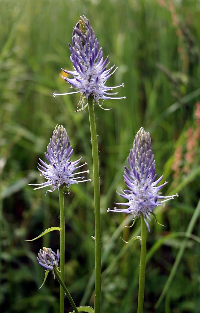 Phyteuma scorzonerifolium Vill.