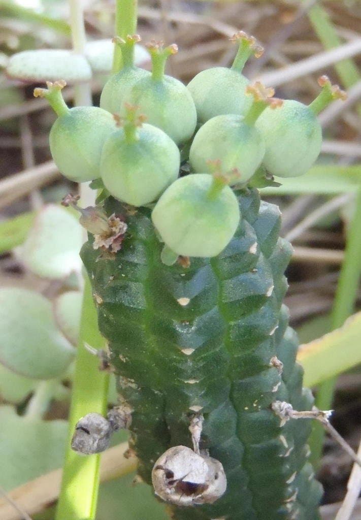 Euphorbia mammillaris L.