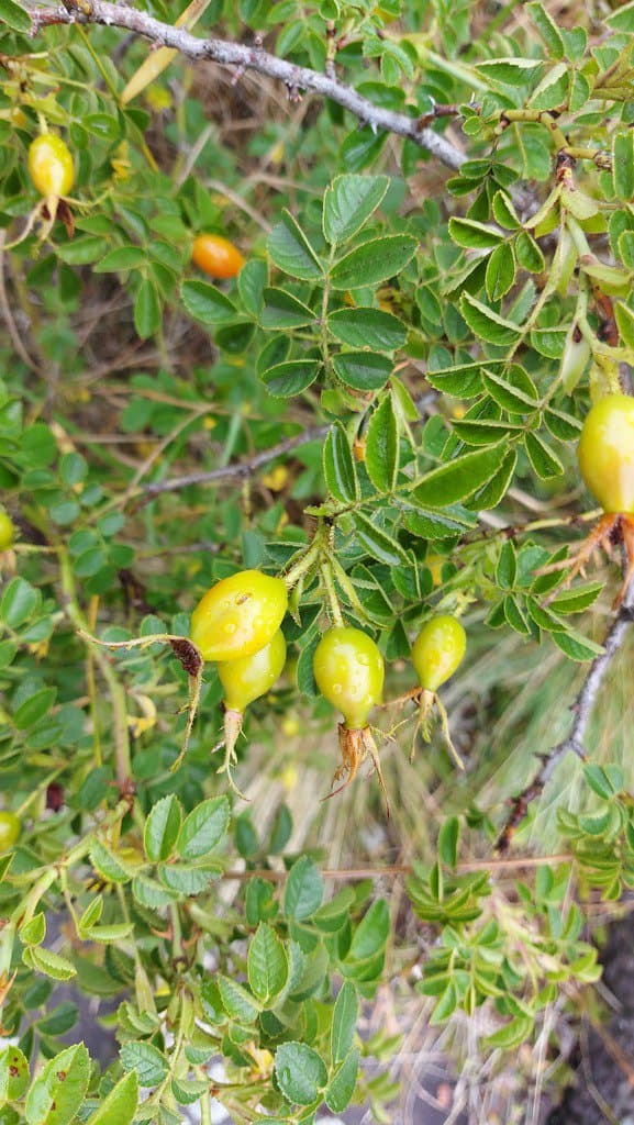 Rosa inodora Fr.