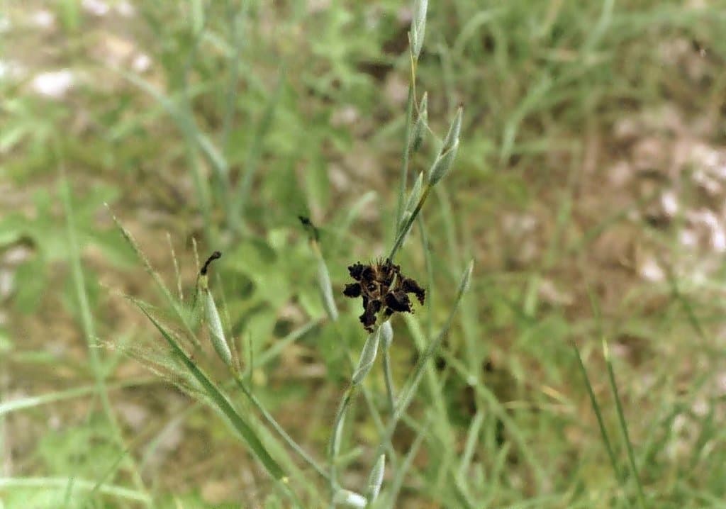 Ferraria glutinosa (Baker) Rendle