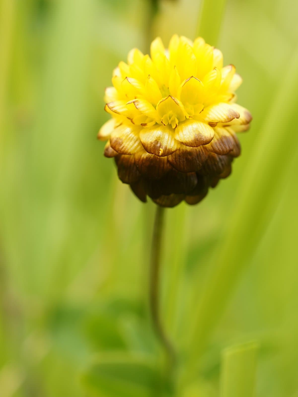 Trifolium badium Schreb.