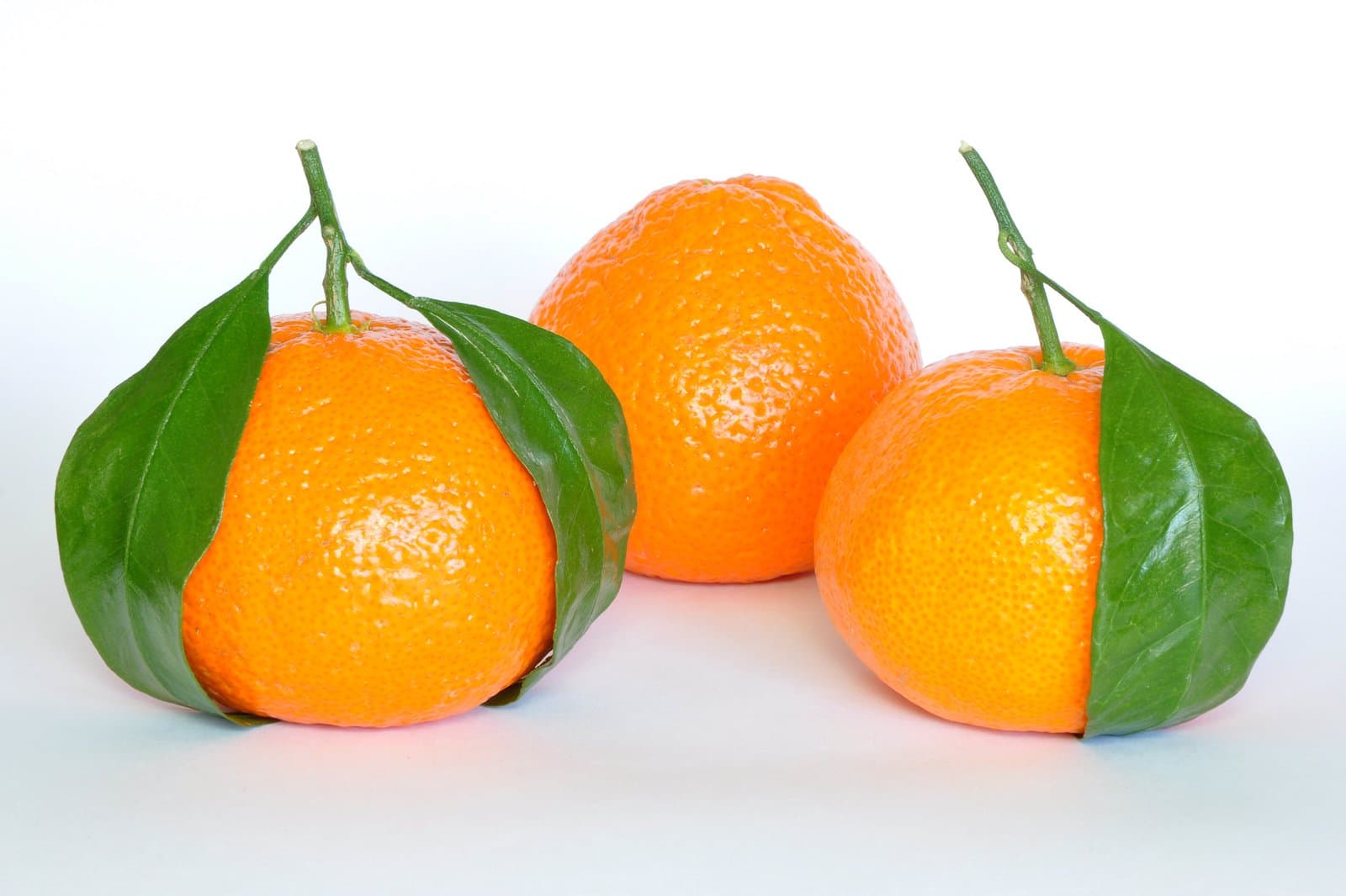Citrus reticulata Blanco