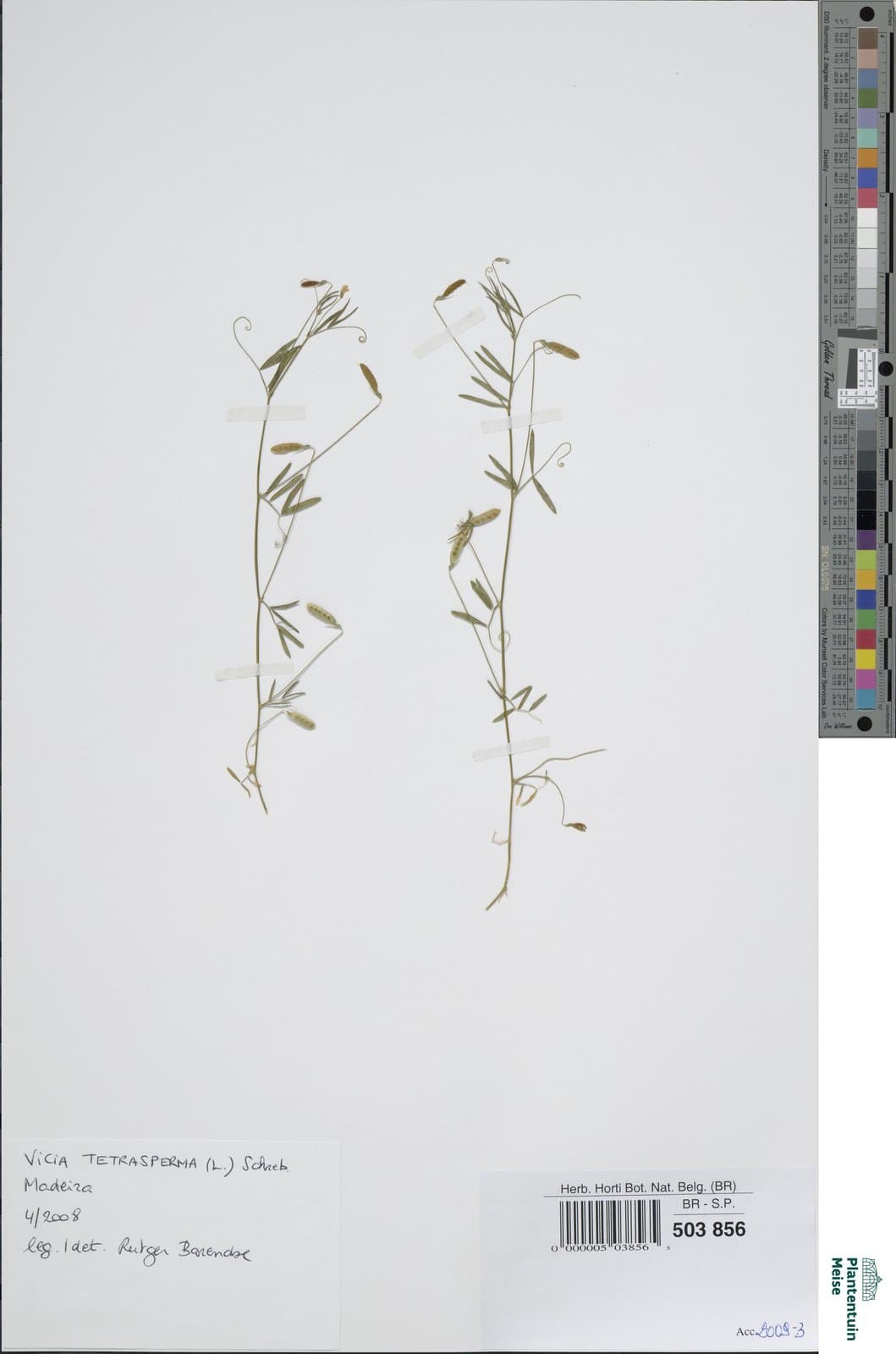 Vicia tenuissima (M.Bieb.) Schinz & Thell.