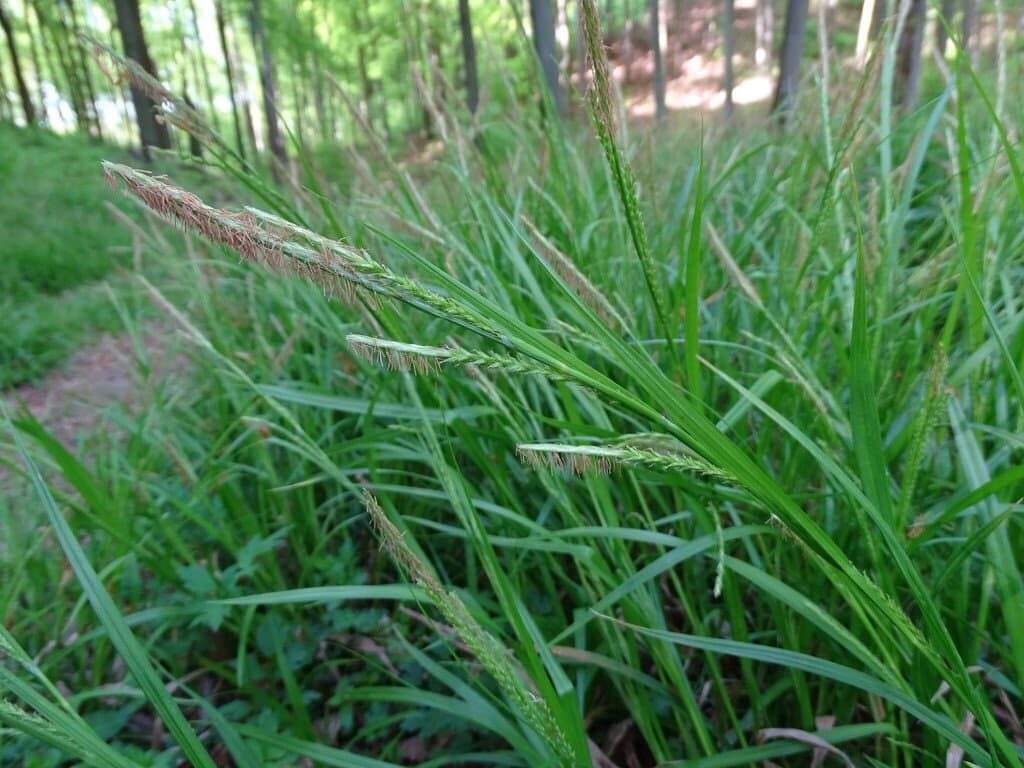 Carex strigosa Huds.