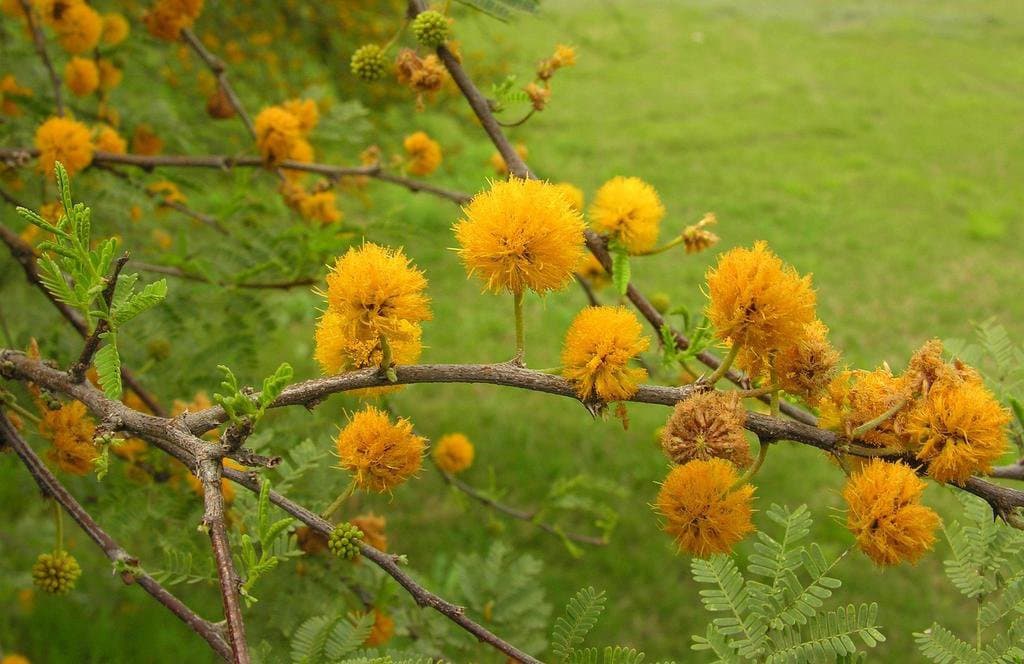 Vachellia farnesiana (L.) Wight & Arn.