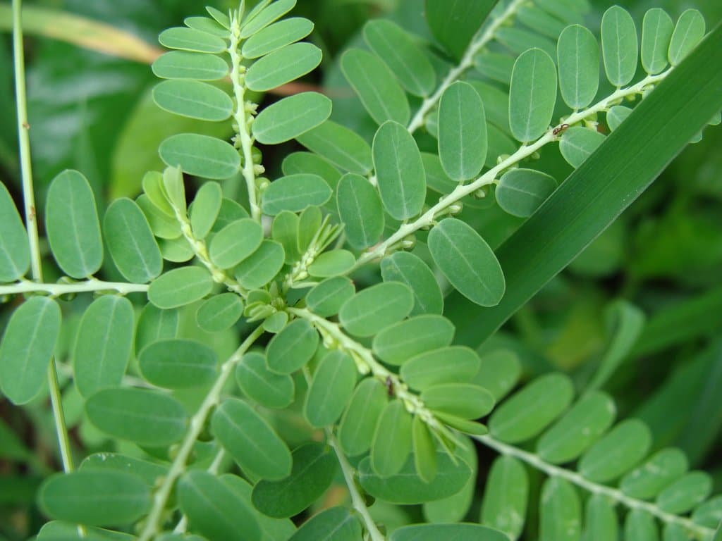 Phyllanthus niruri L.