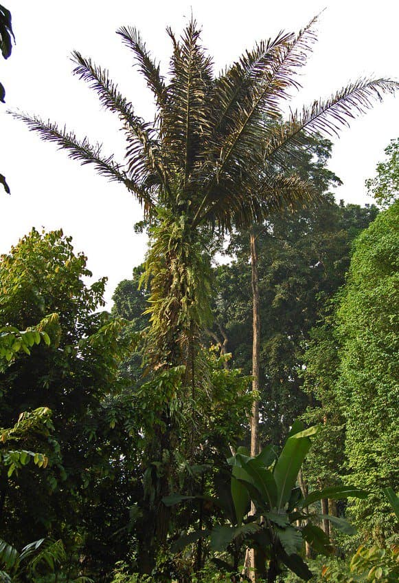 Arenga pinnata (Wurmb) Merr.