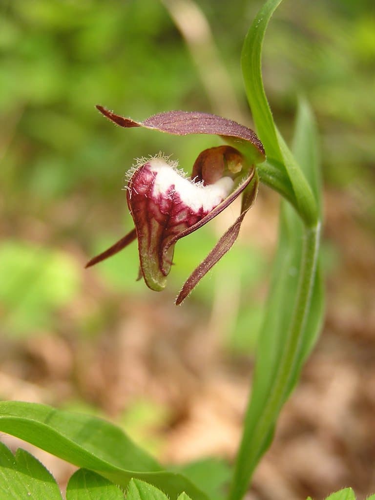 Cypripedium arietinum R.Br.