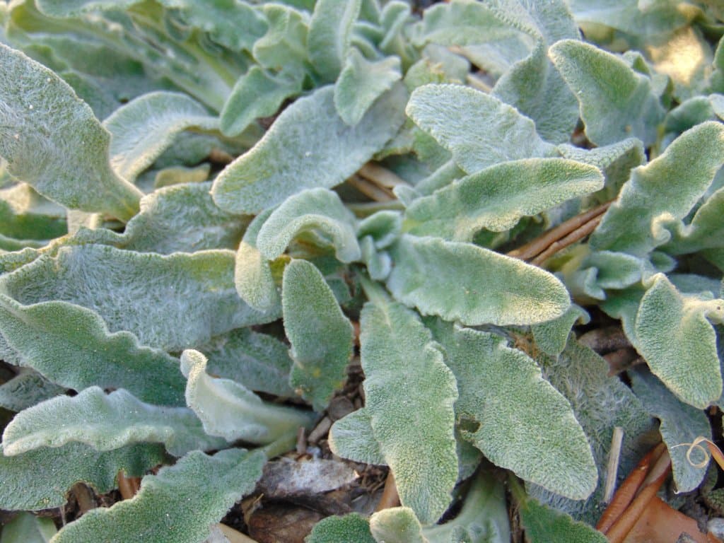 Stachys cretica L.