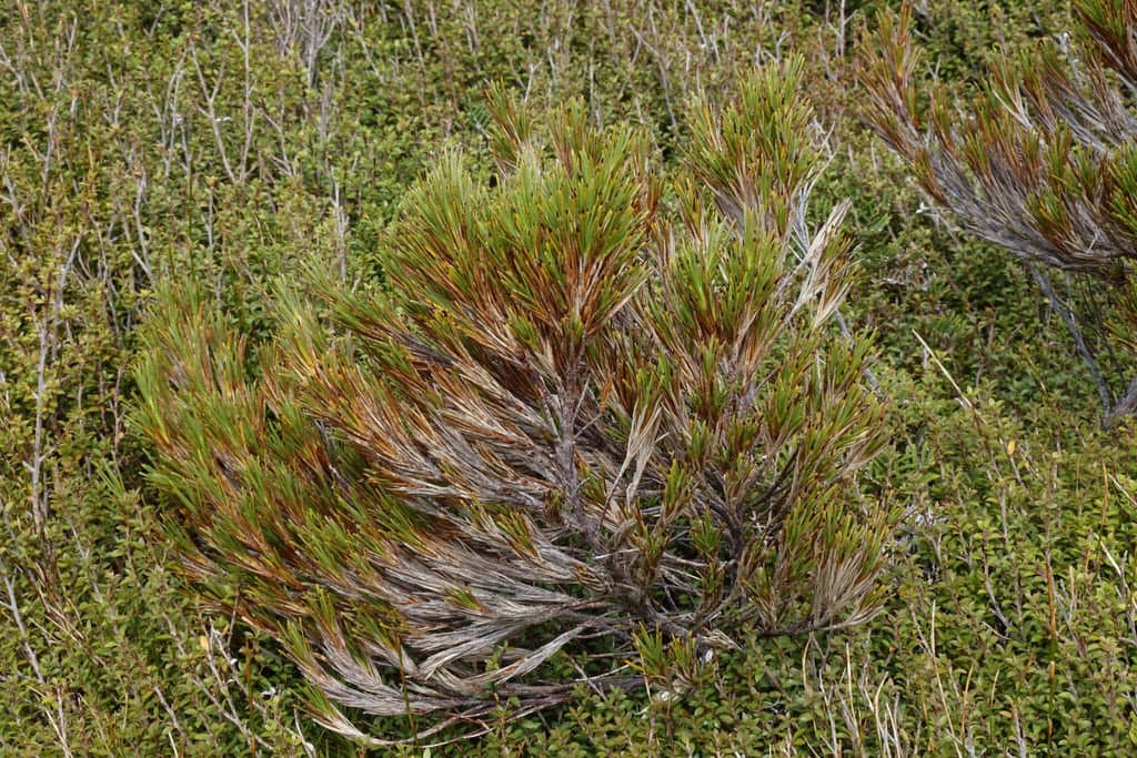 Dracophyllum pearsonii Kirk