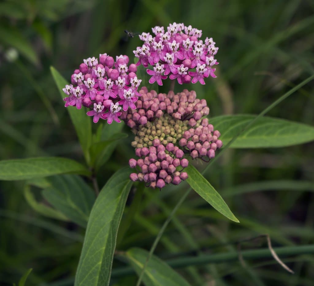 Asclepias incarnata L.
