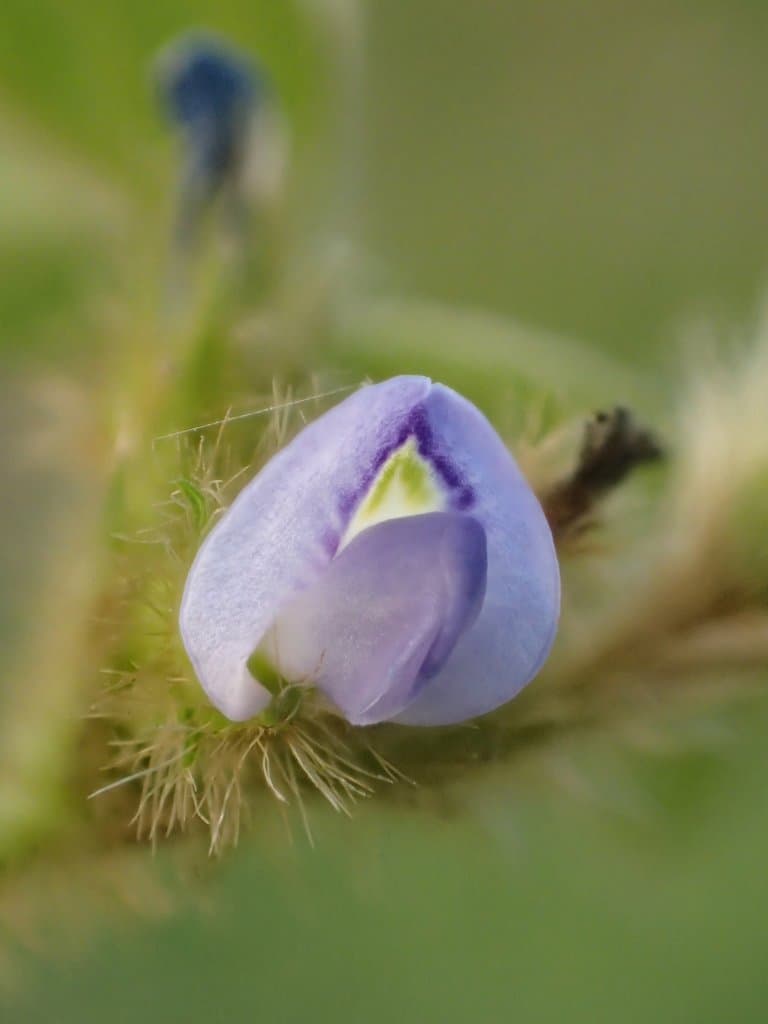Calopogonium mucunoides Desv.