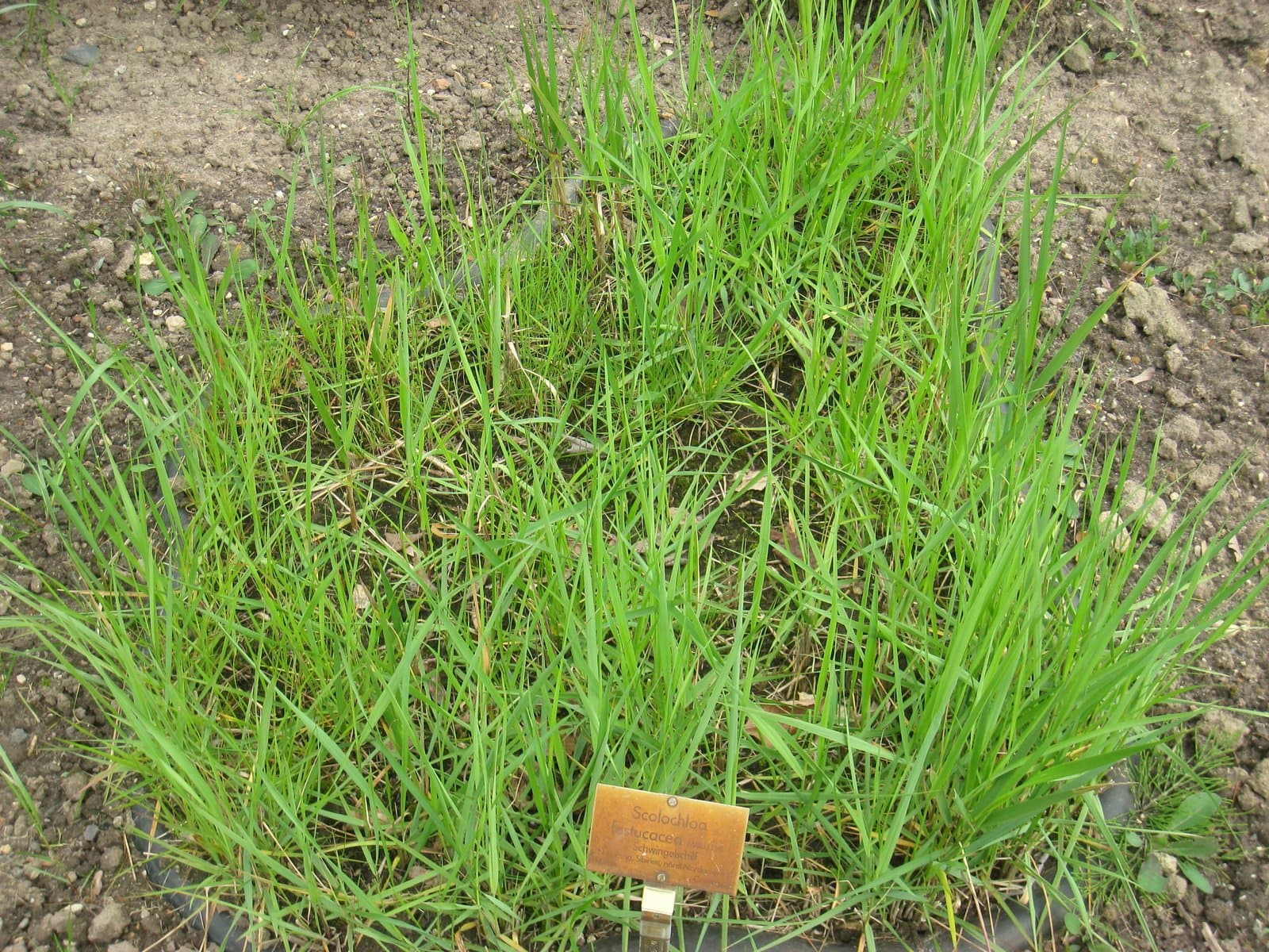 Scolochloa festucacea (Willd.) Link