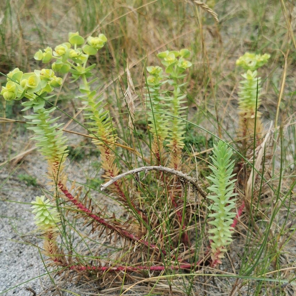 Euphorbia paralias L.