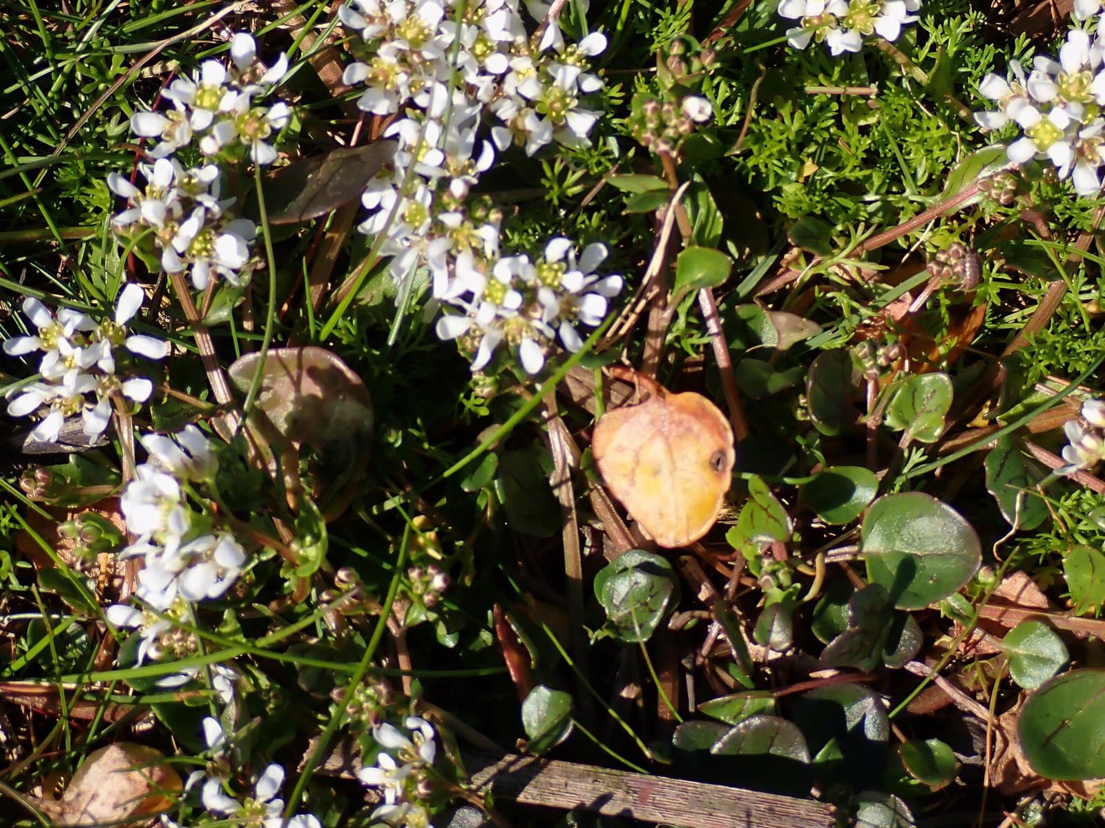 Cochlearia officinalis subsp. officinalis