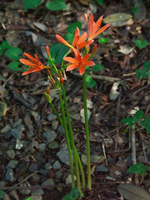 Lycoris sanguinea Maxim.