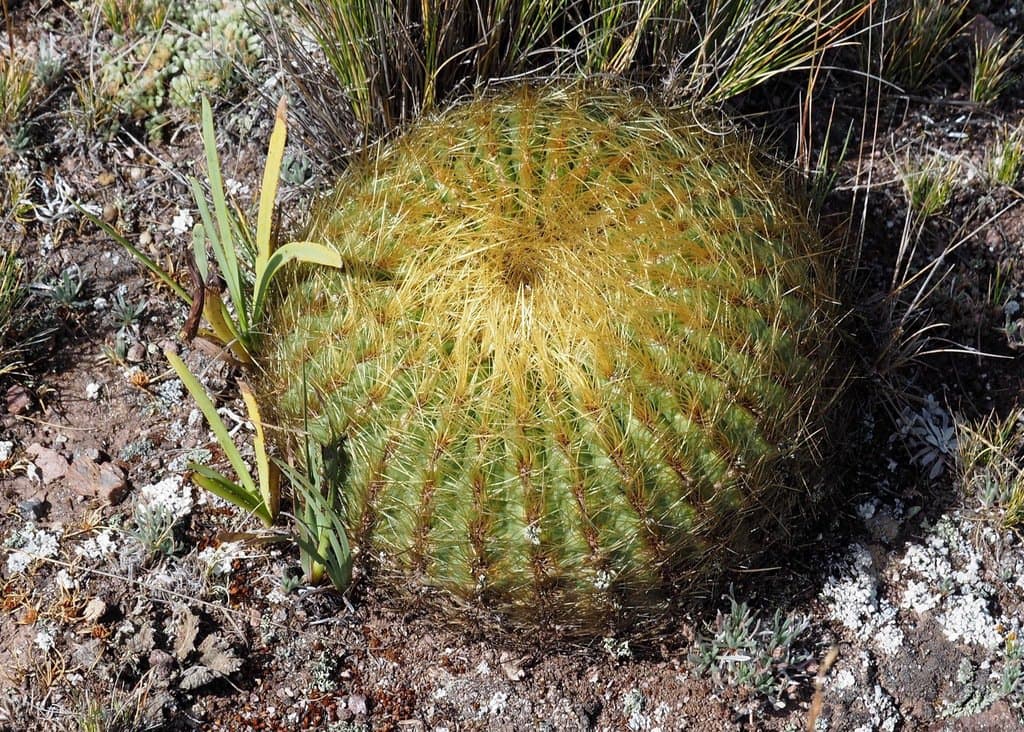 Oroya borchersii (Boed.) Backeb.