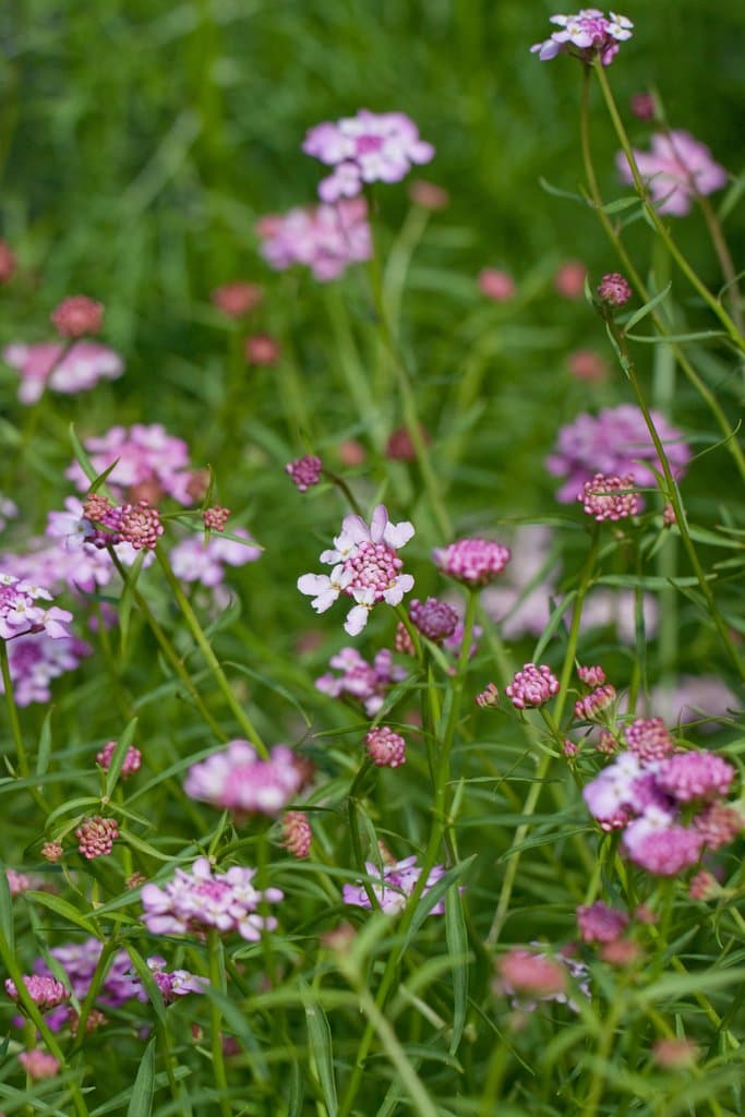 Iberis umbellata L.