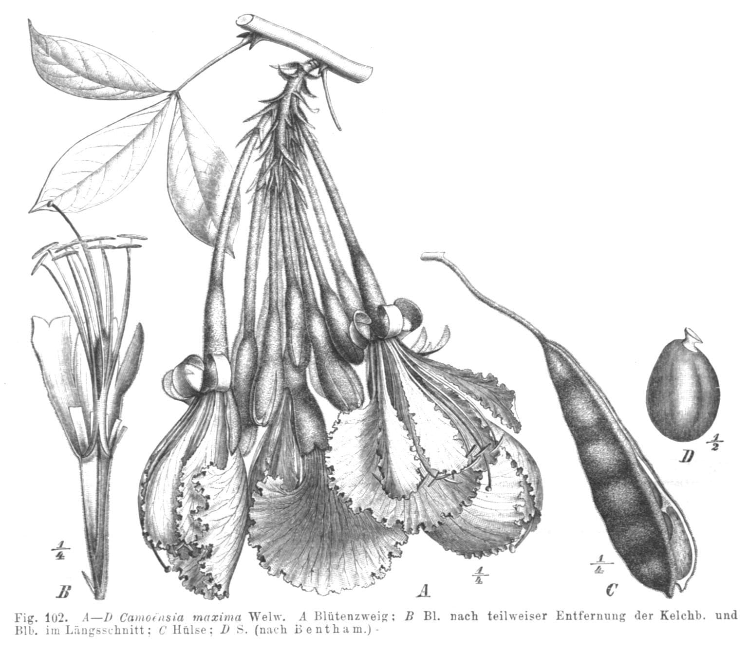 Camoensia scandens (Welw.) J.B.Gillett