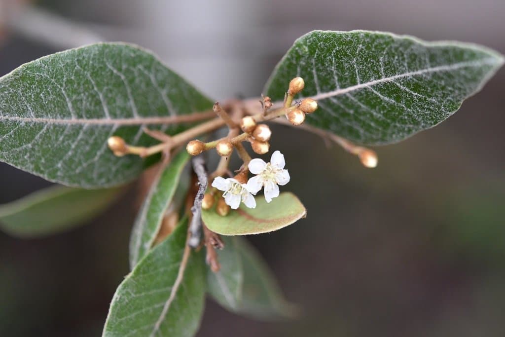 Phippsiomeles matudae (Lundell) B.B.Liu & J.Wen