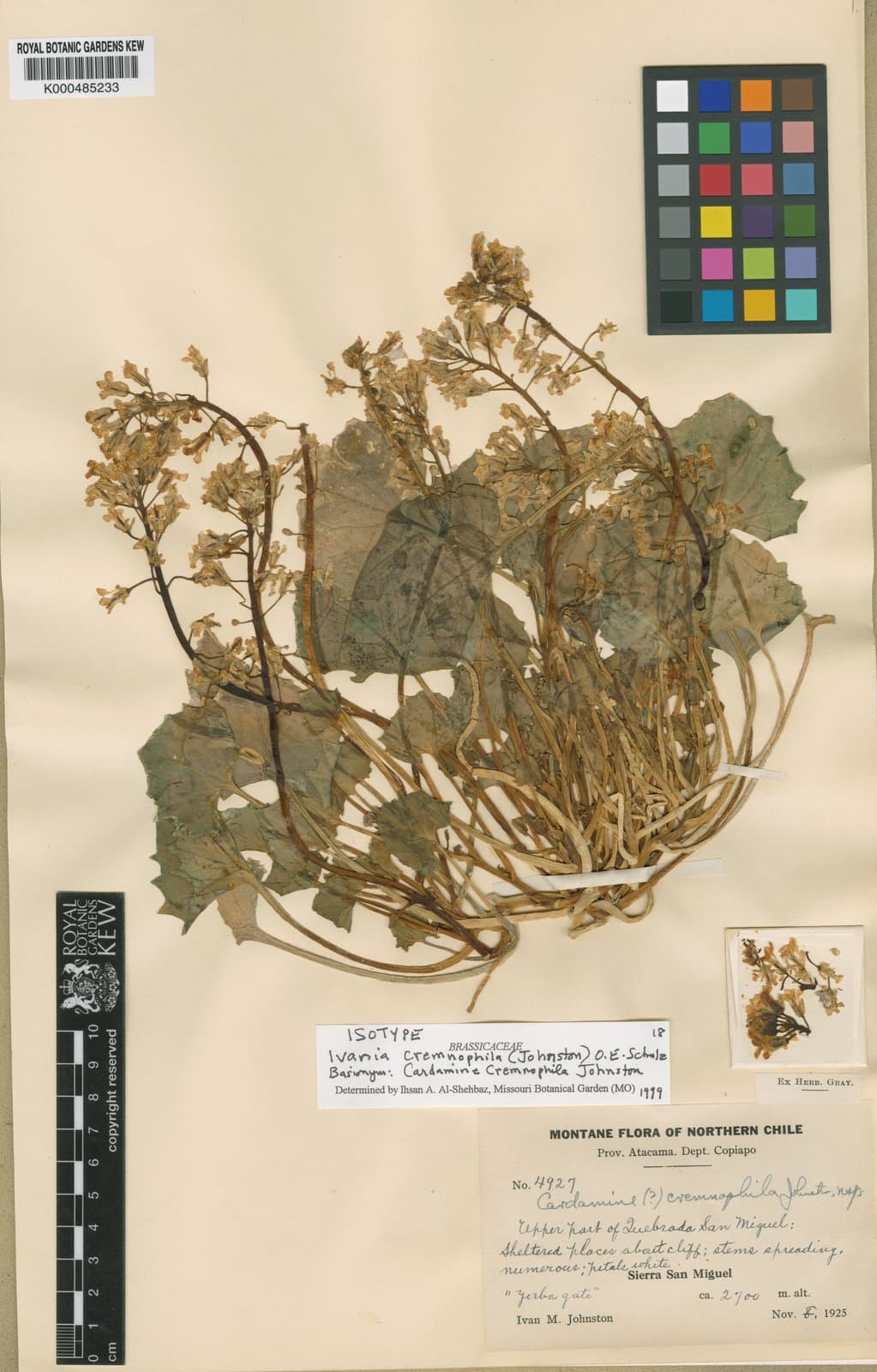 Ivania cremnophila (I.M.Johnst.) O.E.Schulz