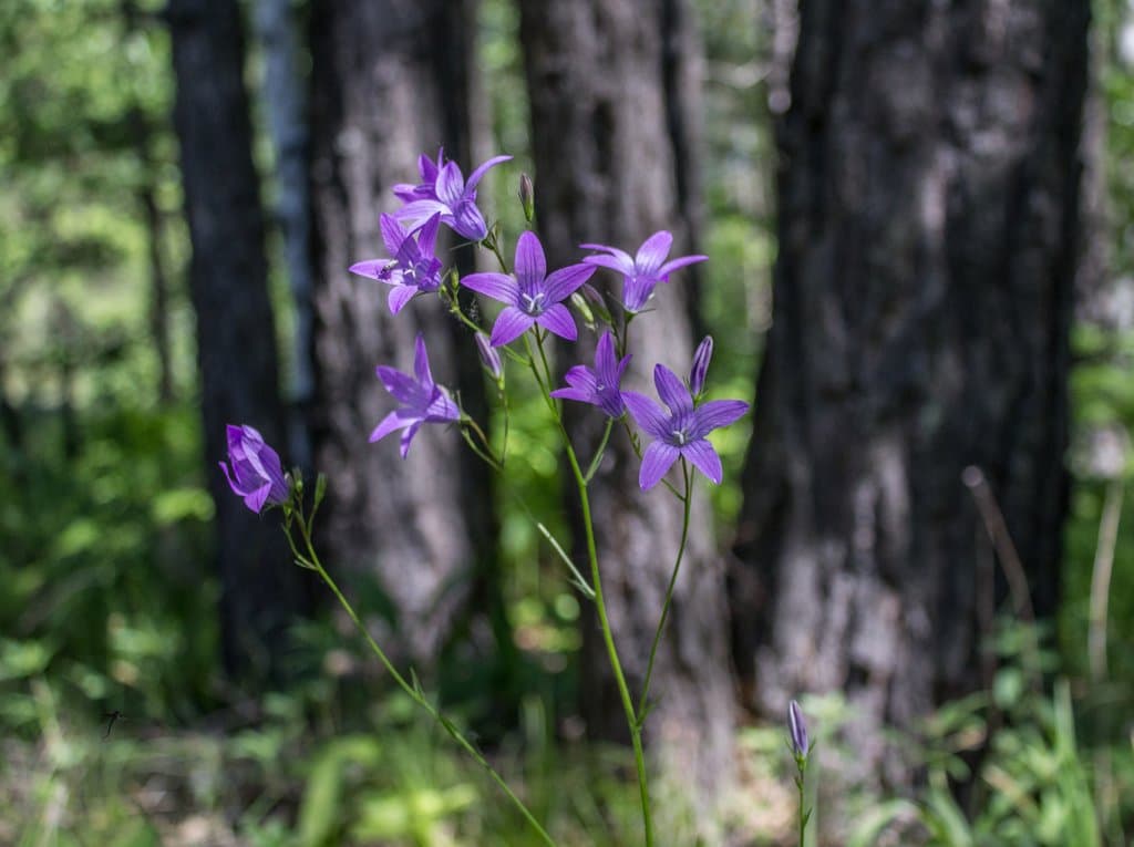 Campanula patula L.