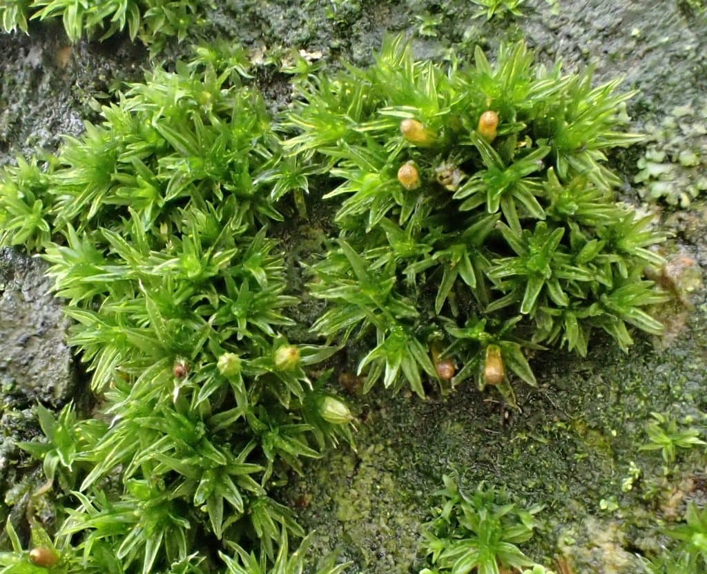 Orthotrichum diaphanum Schrad. ex Brid.