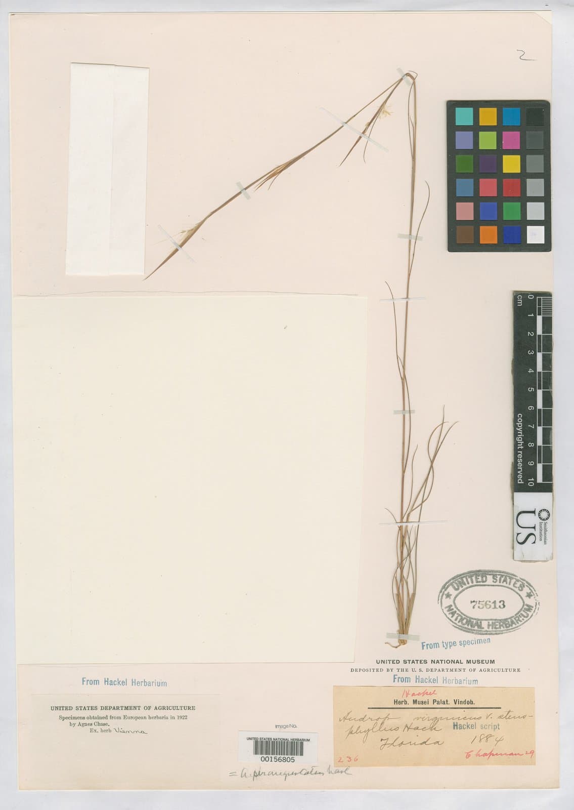 Andropogon virginicus var. stenophyllus (Hack.) C.S.Campb.