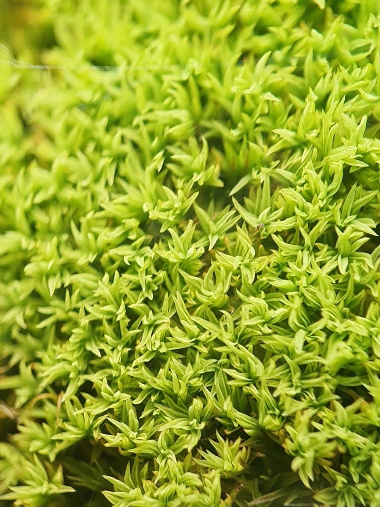Anoectangium aestivum (Hedw.) Mitt.