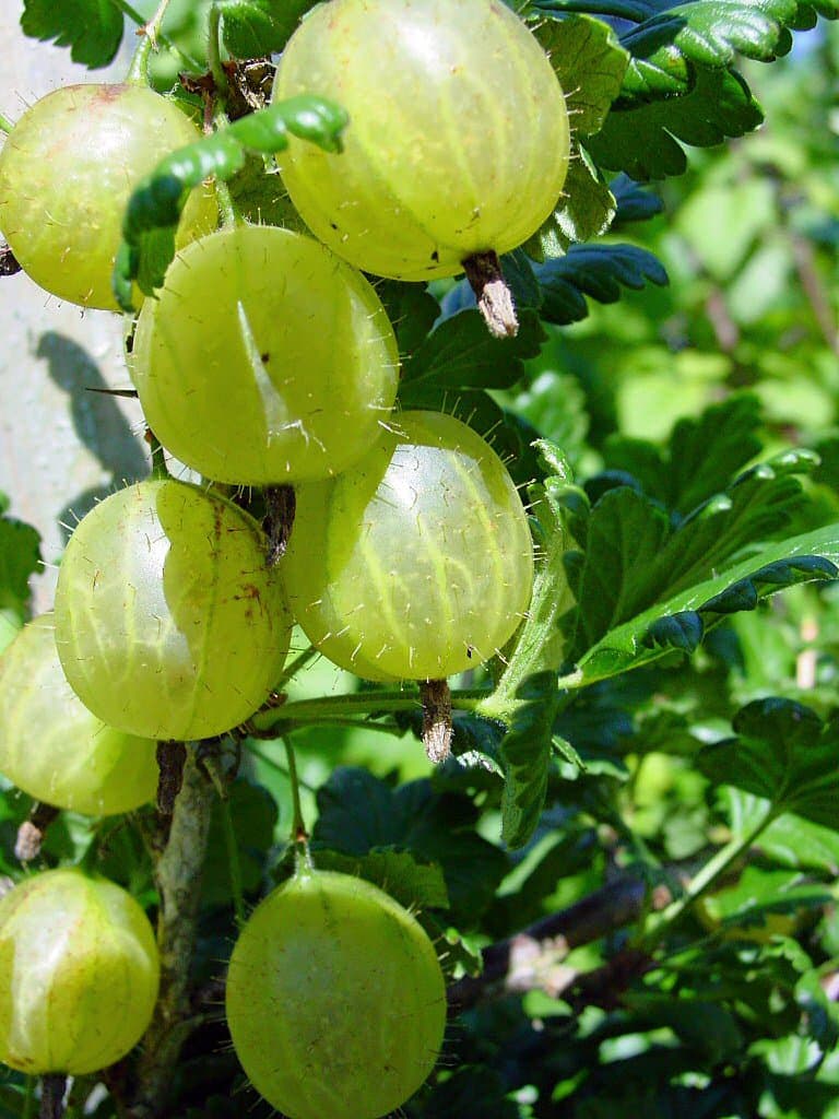 Ribes uva-crispa L.