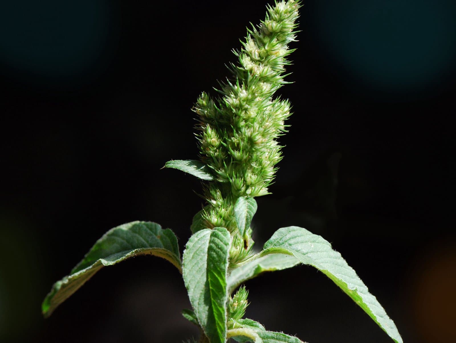 Amaranthus bouchonii Thell.
