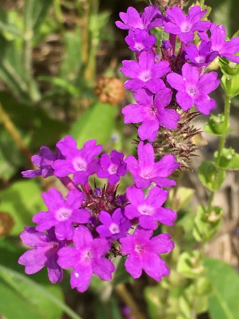 Verbena rigida Spreng.