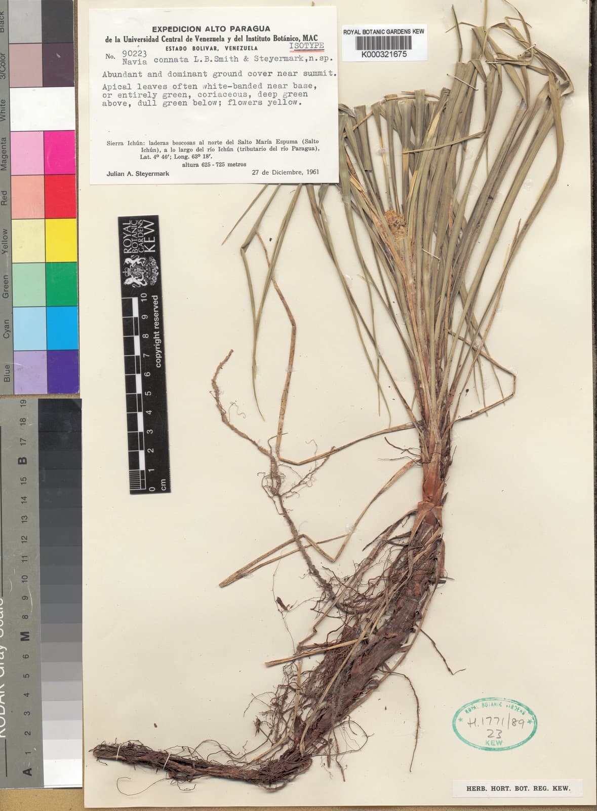Navia connata L.B.Sm. & Steyerm.