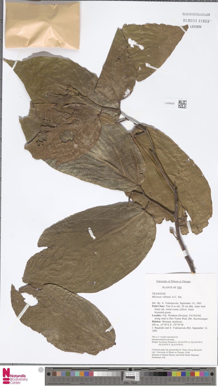 Microcos vitiensis A.C.Sm.