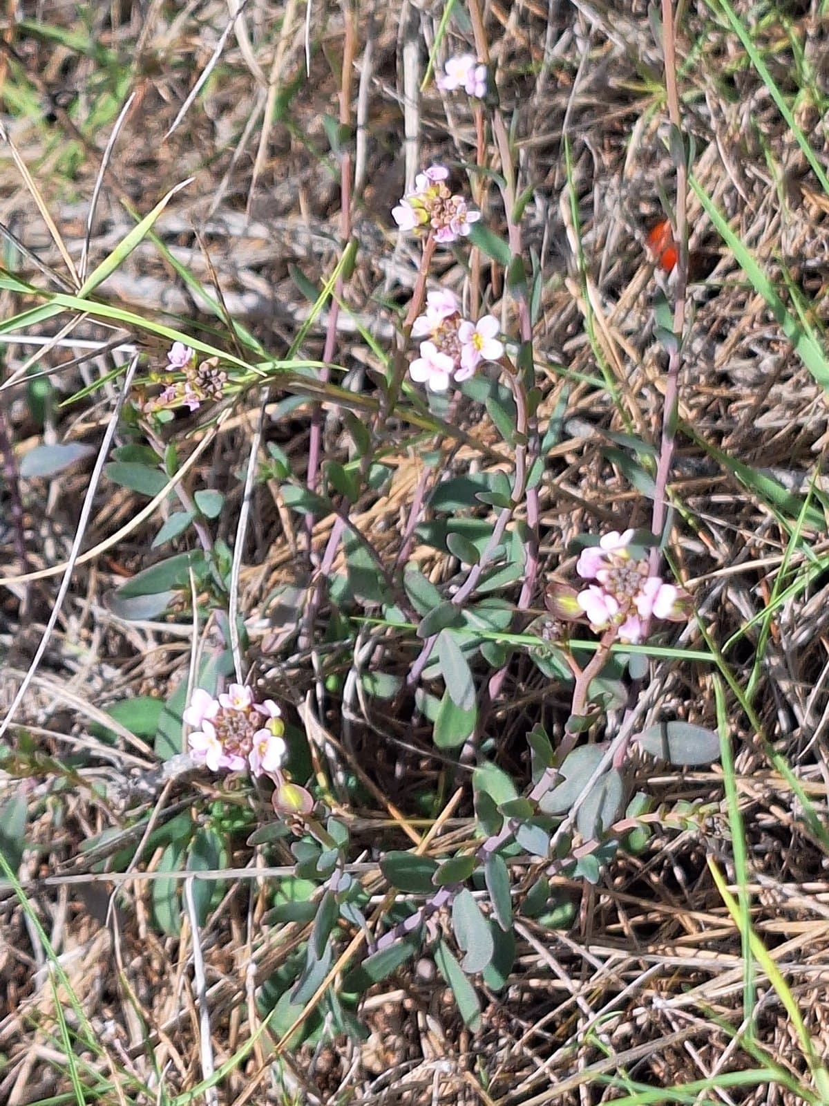 Aethionema saxatile (L.) R.Br.