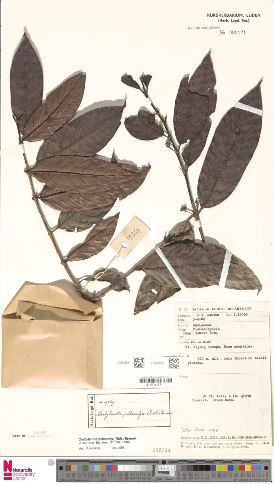 Crobylanthe pellacalyx (Ridl.) Bremek.