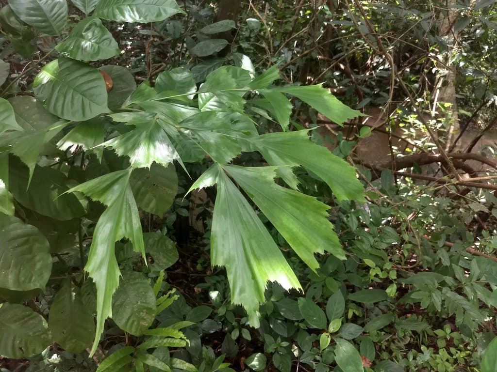 Caryota urens L.