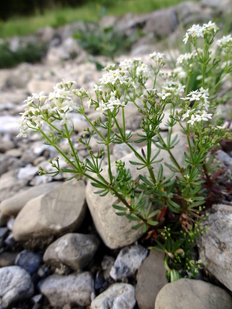Galium anisophyllon Vill.