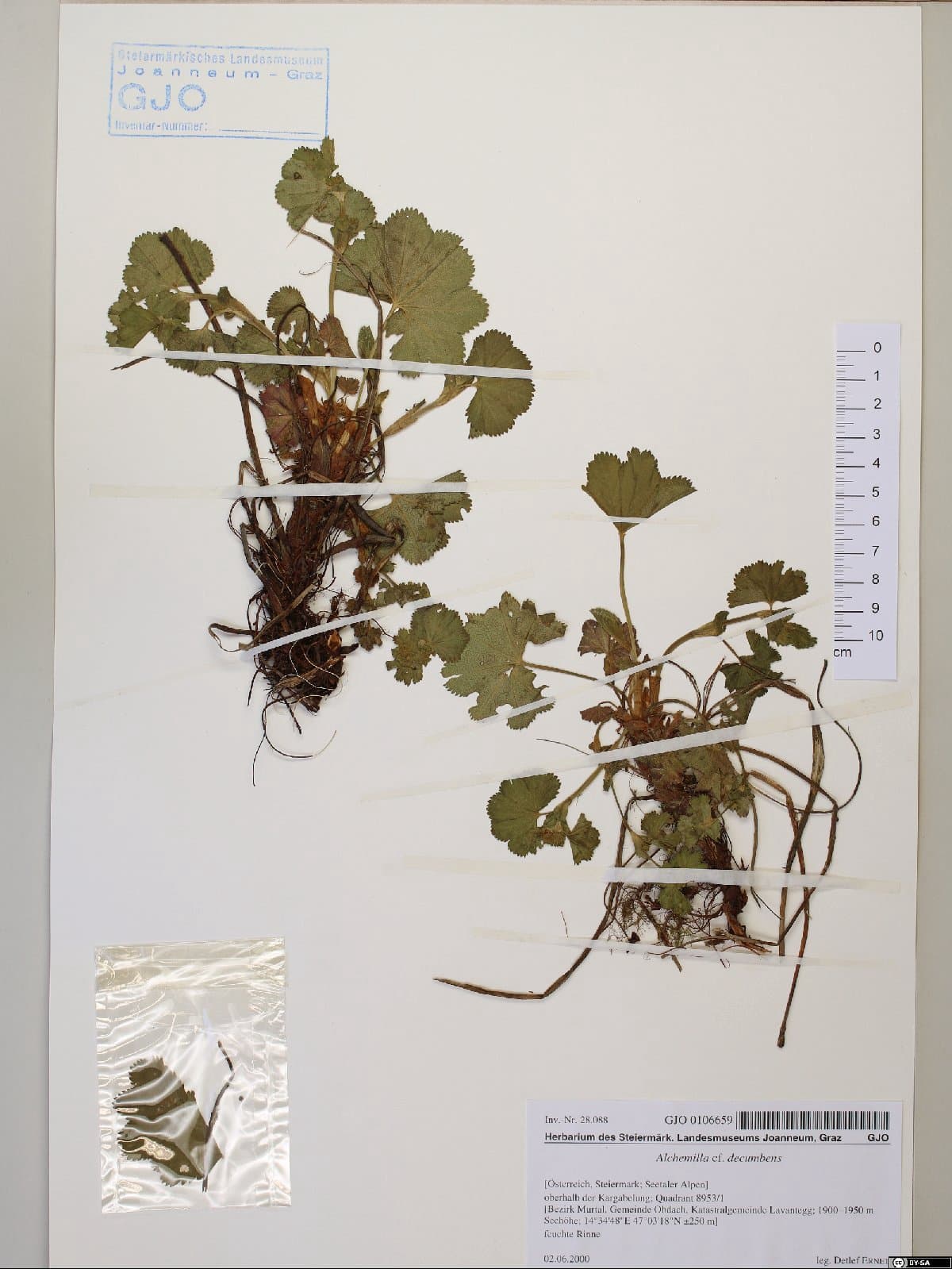 Alchemilla decumbens Buser